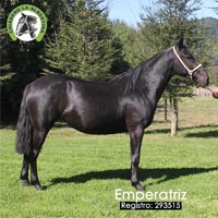 Emperatriz 293515